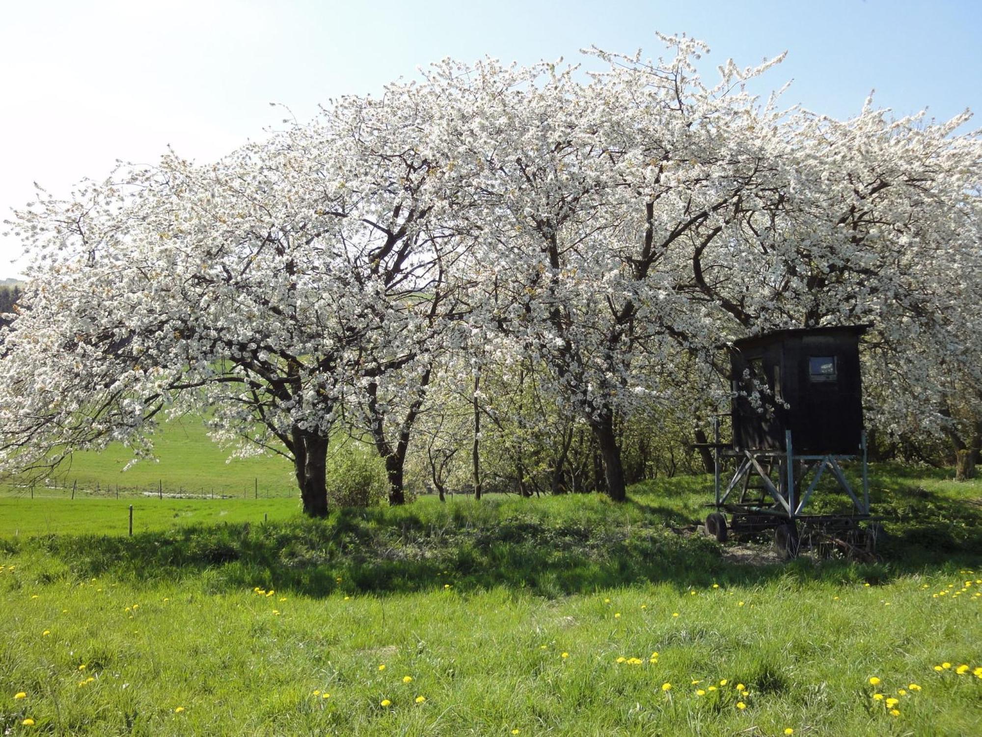 Holiday Home In Kleinich With Sauna Eksteriør bilde